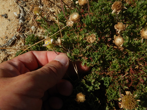 Anthemis maritima, photograph 3