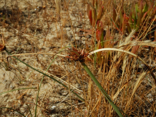 Cyperus capitatus, photograph 4
