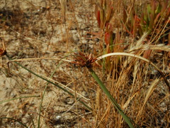 Cyperus capitatus, photograph (c) Duarte Frade, some rights reserved (CC BY)