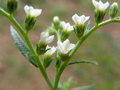 Euploca rariflora hereroensis
