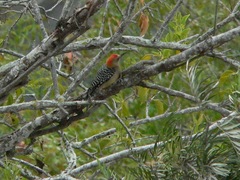 Melanerpes rubricapillus