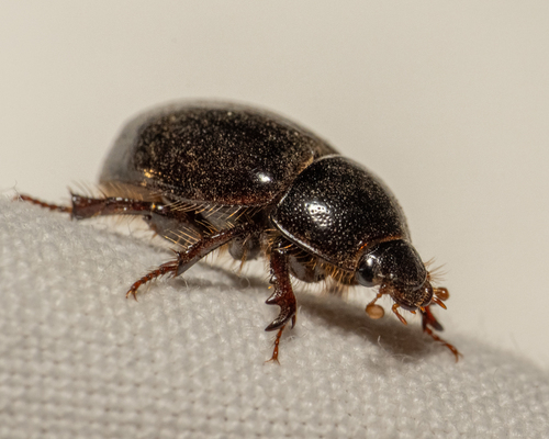 Illiger's Scavenger Scarab