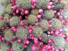Mammillaria prolifera