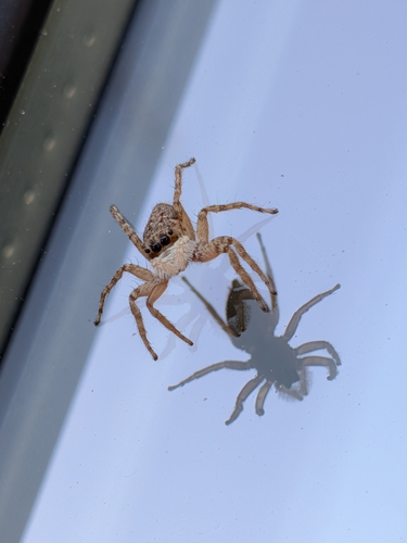 Half-edged Wall Jumping Spider
