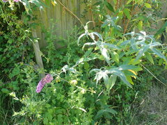 (c) Victoria J. Burton, some rights reserved (CC BY) Butterfly bush