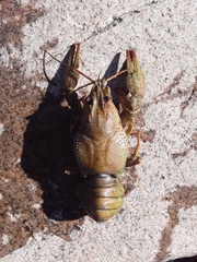 Pontastacus leptodactylus