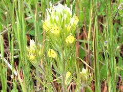 Castilleja densiflora
