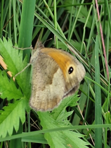 Meadow Brown