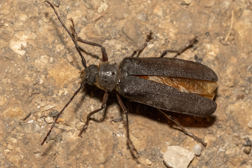 Prinobius myardi