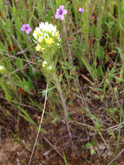 Castilleja densiflora