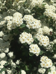 Spiraea × vanhouttei