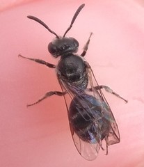 Lasioglossum