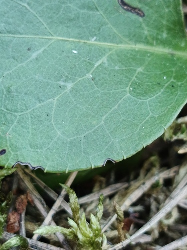 Pyrola media, photograph 5