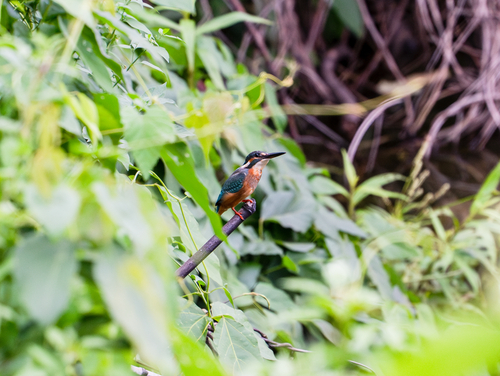Common Kingfisher