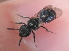 Lasioglossum