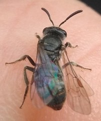 Lasioglossum