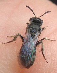 Lasioglossum