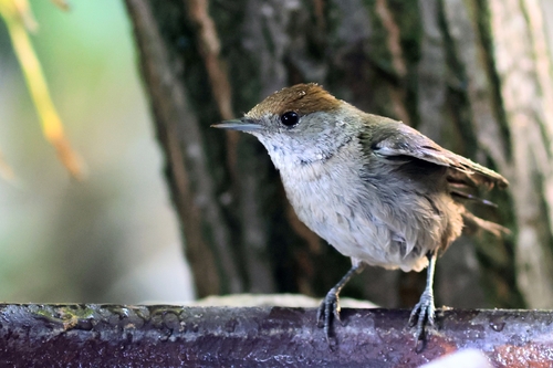Eurasian Blackcap