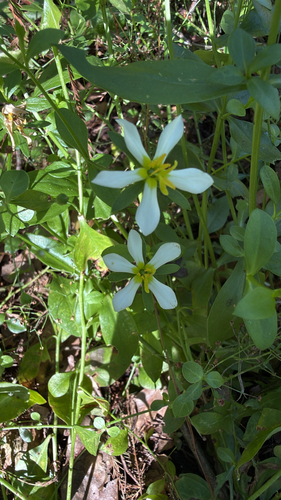 Sabatia calycina, photograph 4