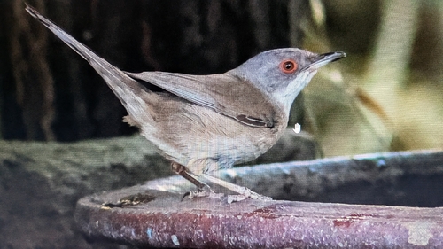 Sardinian Warbler
