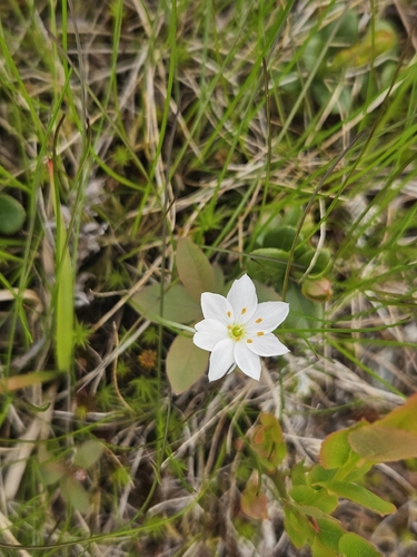 Arctic Starflower