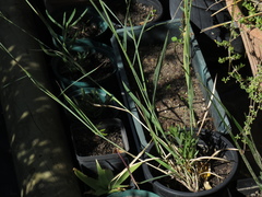 Melinis repens repens