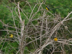 Euphonia laniirostris