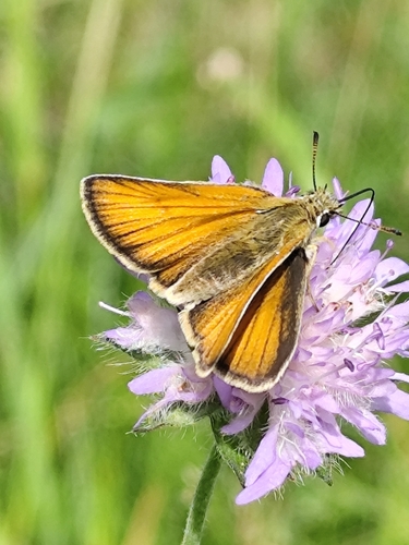 Essex Skipper