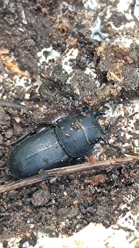 Lesser Stag Beetle