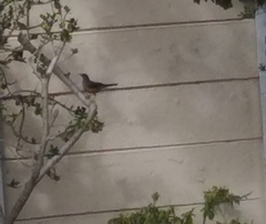 Turdus olivaceus