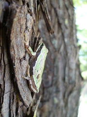 Hyla eximia