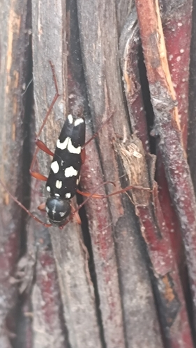 Isotomus speciosus
