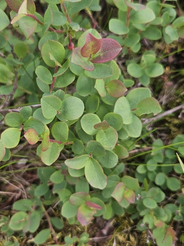 bog bilberry