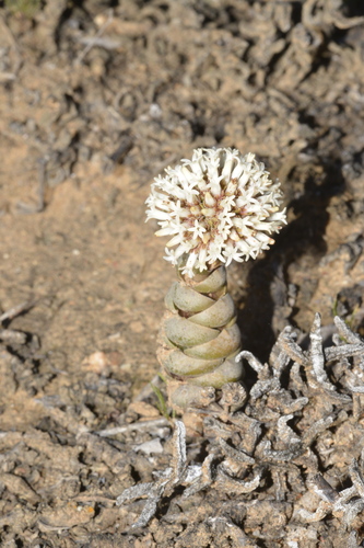 Buddha's temple