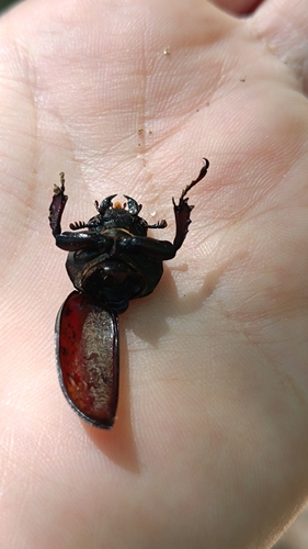 European Stag Beetle