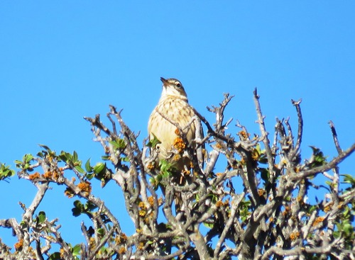 Nicholson's Pipit