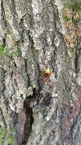 European Hornet