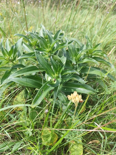 Cross Gentian