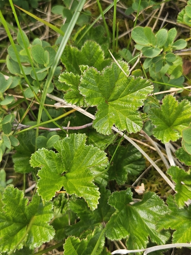 cloudberry
