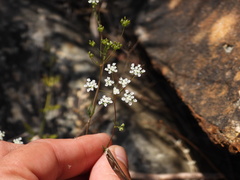 Ammoides pusilla, photograph (c) Duarte Frade, some rights reserved (CC BY)