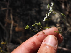 Ammoides pusilla