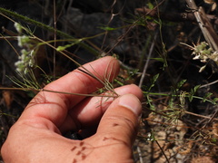 Ammoides pusilla, photograph (c) Duarte Frade, some rights reserved (CC BY)