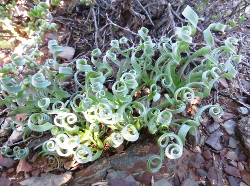 Whirlwind Tamarak