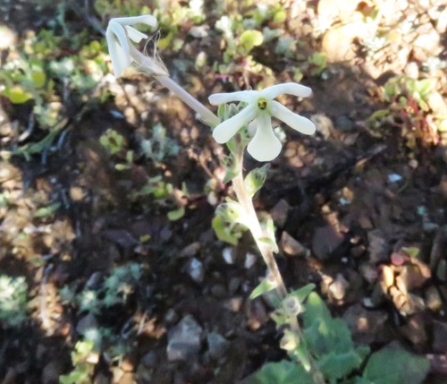 Sad Tearbush
