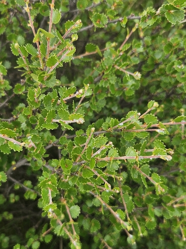 Dwarf Birch