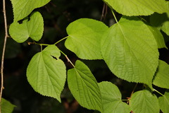 Tilia × europaea