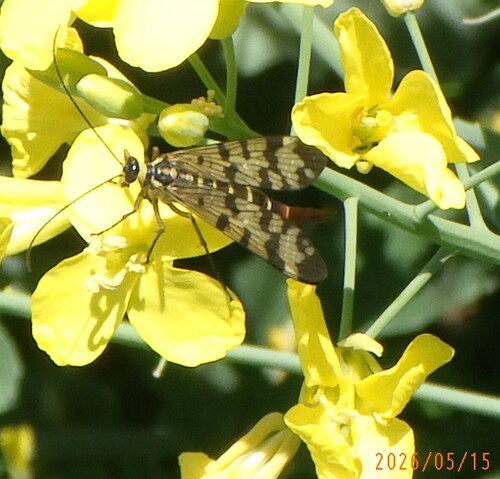 Meadow Scorpionfly