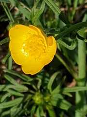 Ranunculus polyanthemos