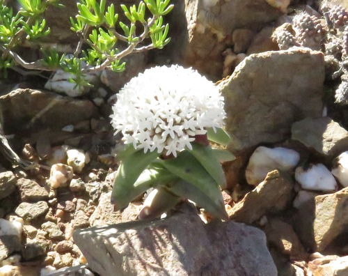 Crassula congesta