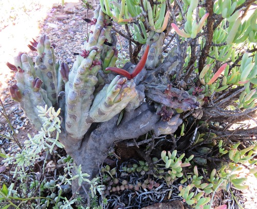 Quaqua ramosa